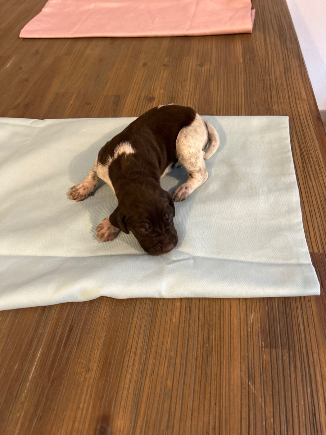 La Prairie Maimbré - Chiots disponibles - Braque allemand à poil court