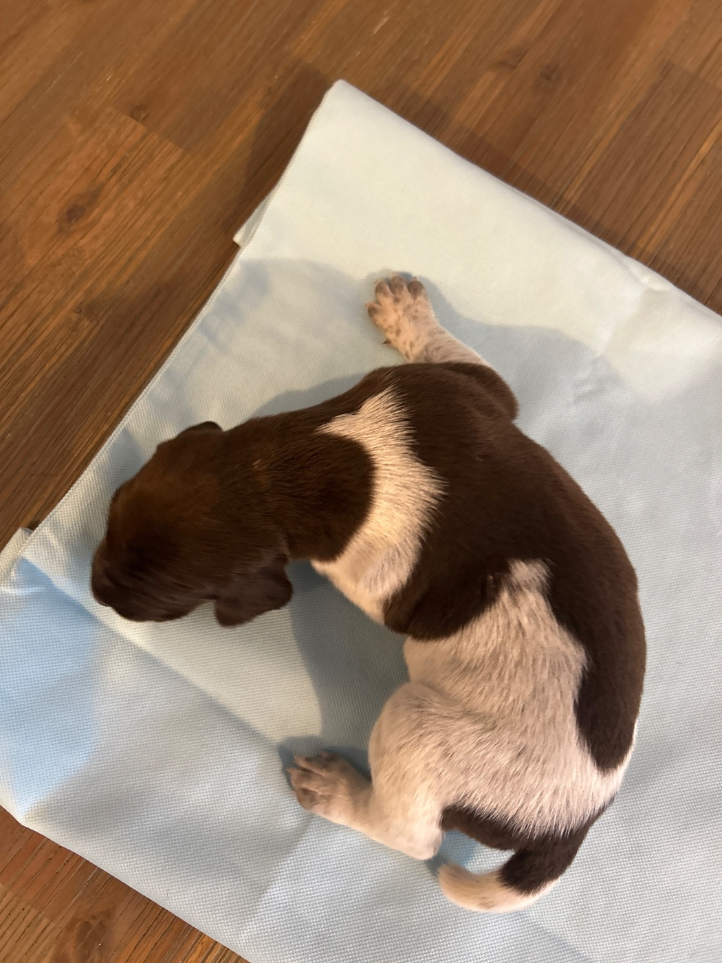 La Prairie Maimbré - Chiots disponibles - Braque allemand à poil court