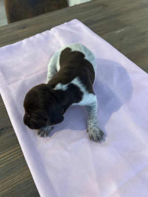 CHIOT 1