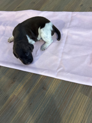 CHIOT 5