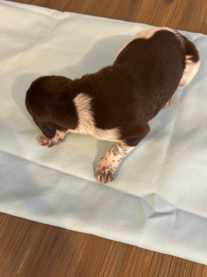 CHIOT 9