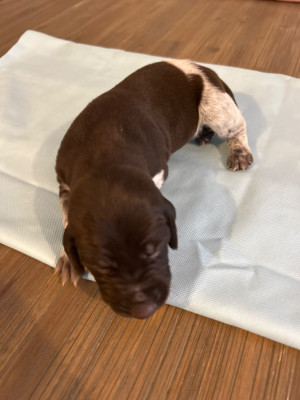 CHIOT 12