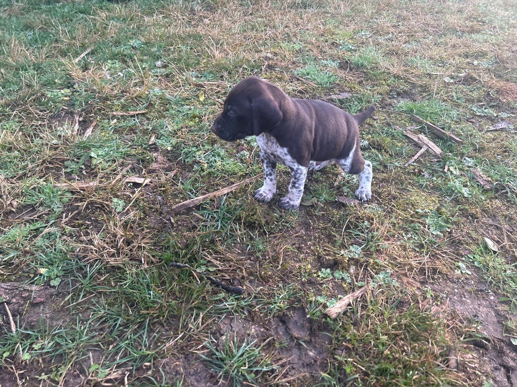 La Prairie Maimbré - Chiots disponibles - Braque allemand à poil court